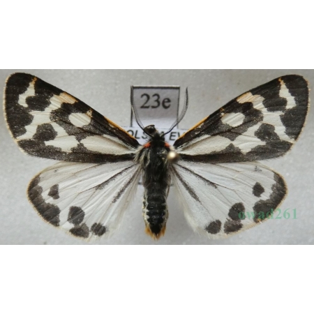 Parasemia plantaginis (Linnaeus, 1758) form white Niedźwiedziówka babkówka, misiówka czwórka Poland23e